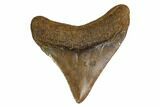 Juvenile Megalodon Tooth - South Carolina #164954-1